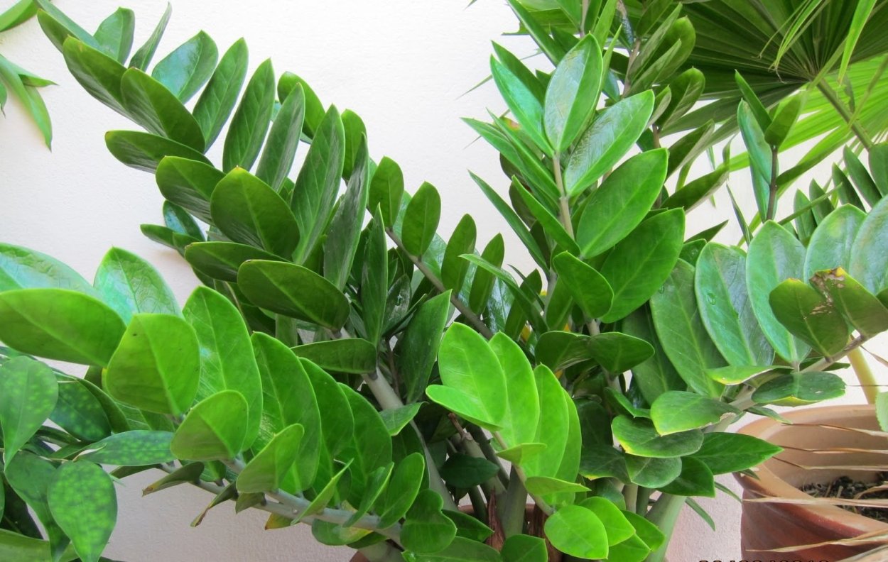 Замиокулькас Замифолия