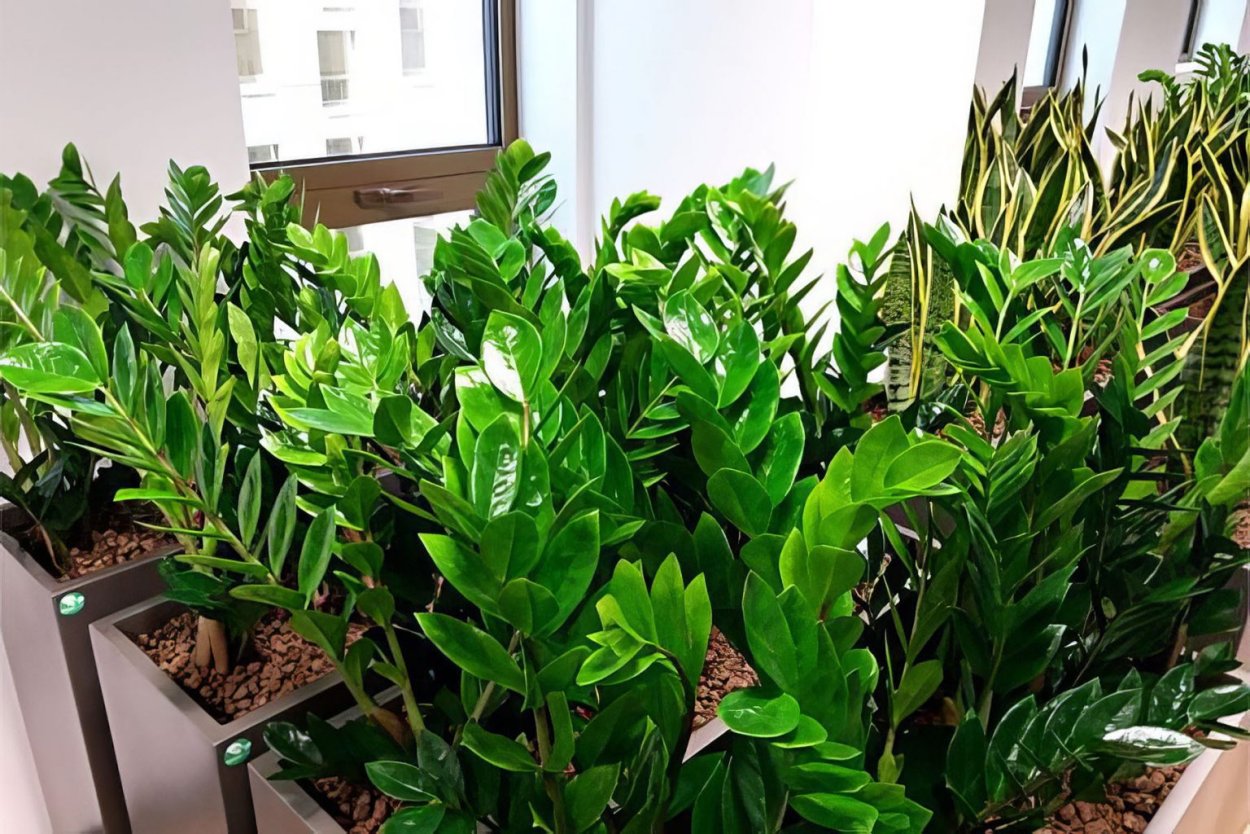 Замиокулькас пестролистный кудрявый