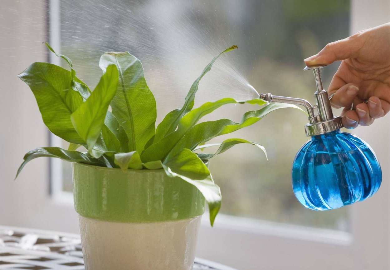 Полив комнатных растений