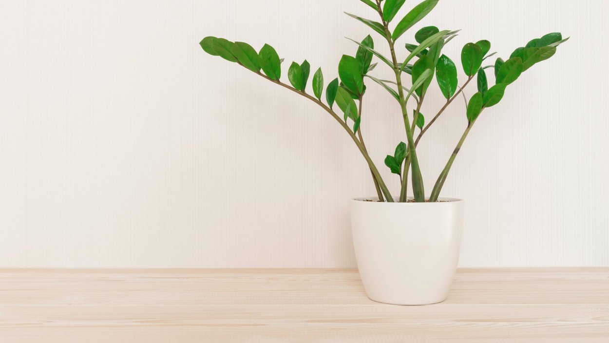 Замиокулькас обои на рабочий стол