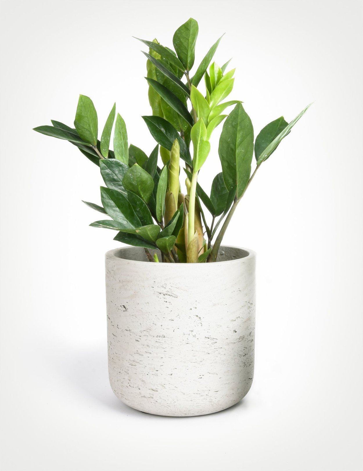 Замиокулькас замиелистный