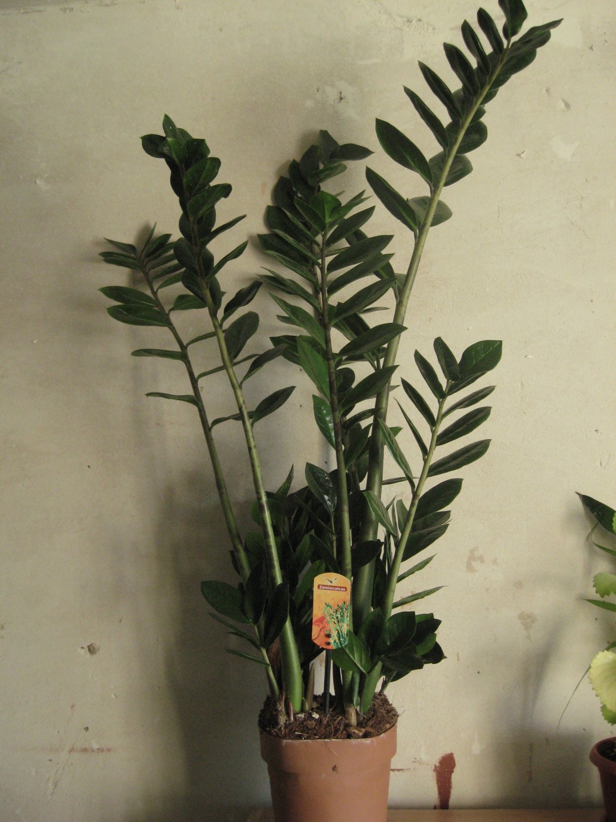 Замиокулькас Буавена