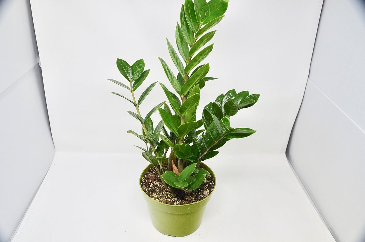 Zamioculcas zamiifolia Dwarf