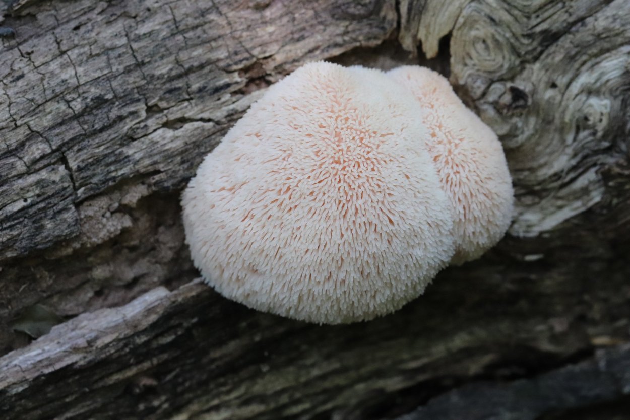Hericium Erinaceus Production