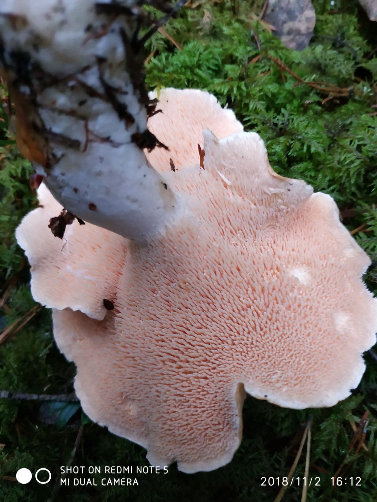 Ежовик гриб съедобный