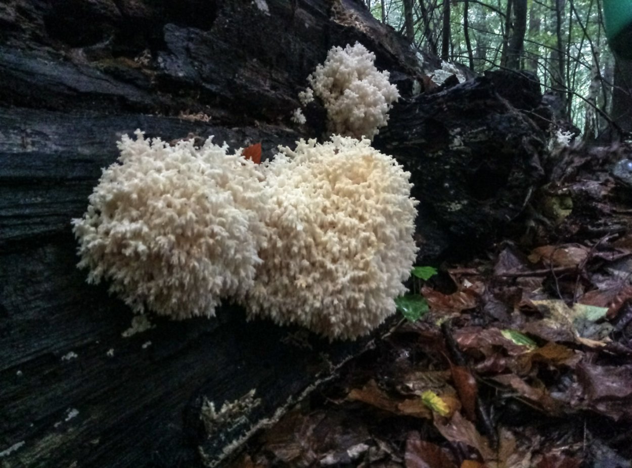 Ежовик краснокнижный гриб