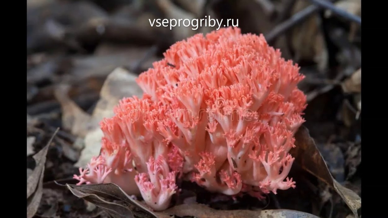 Гриб баран коралловый