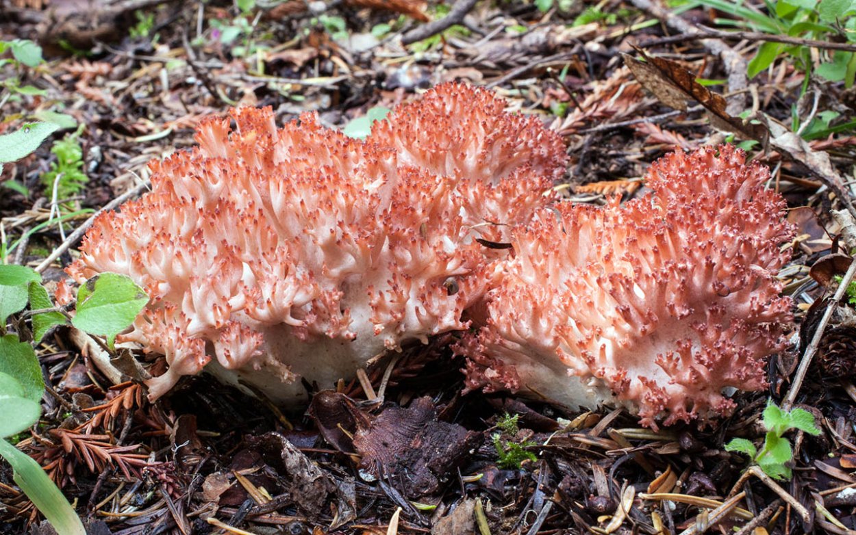Ramaria Botrytis
