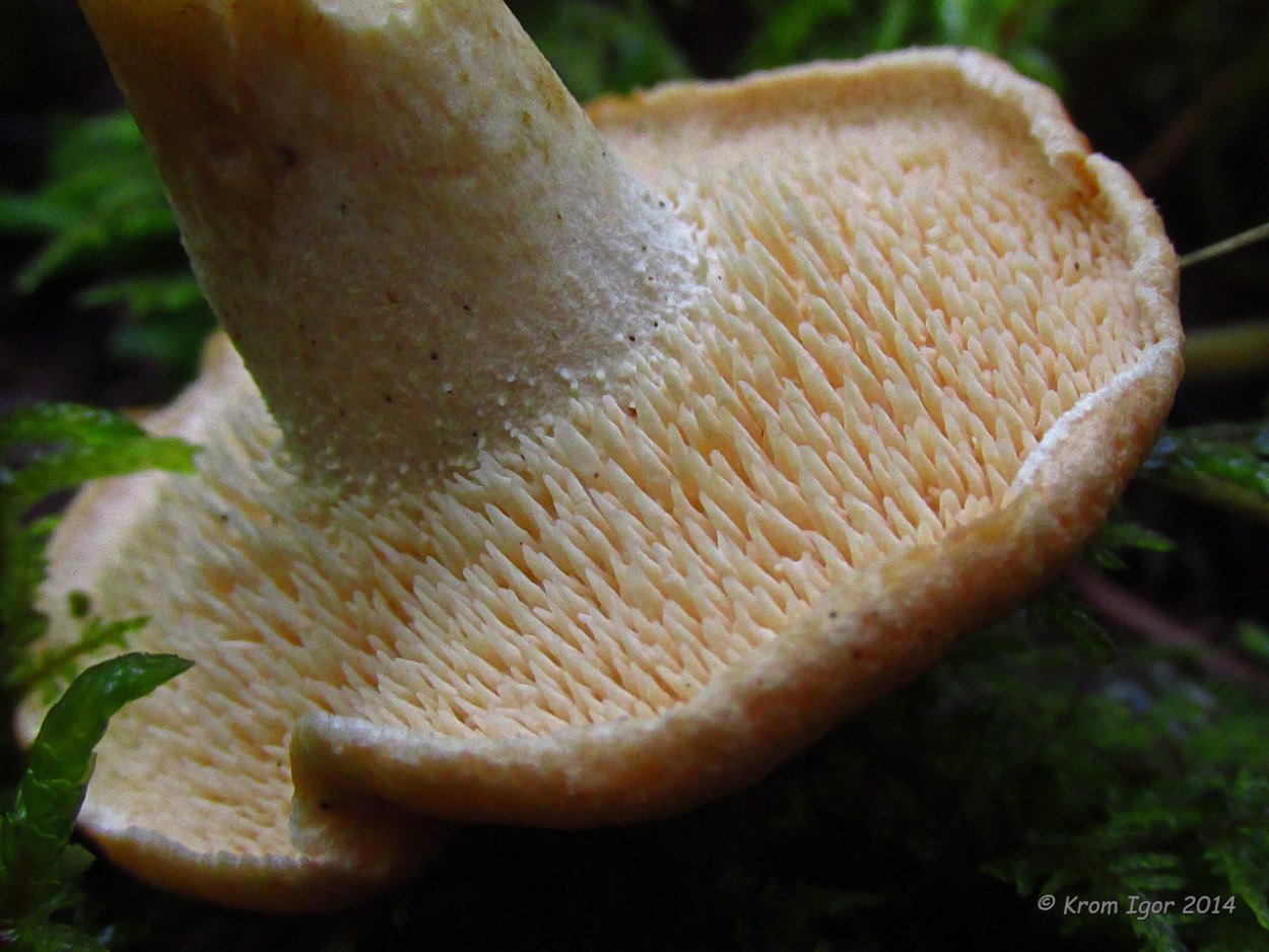 Ежовиковый гименофор