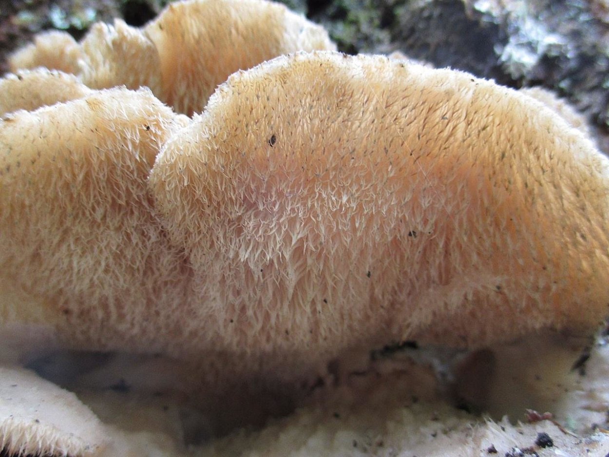 Гриб климакодон Северный