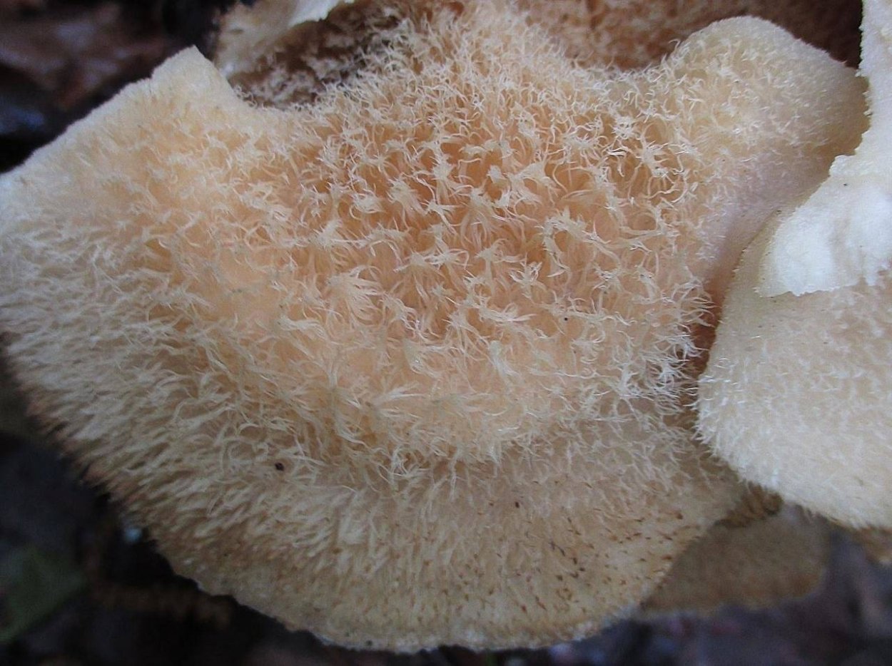 Гриб климакодон Северный