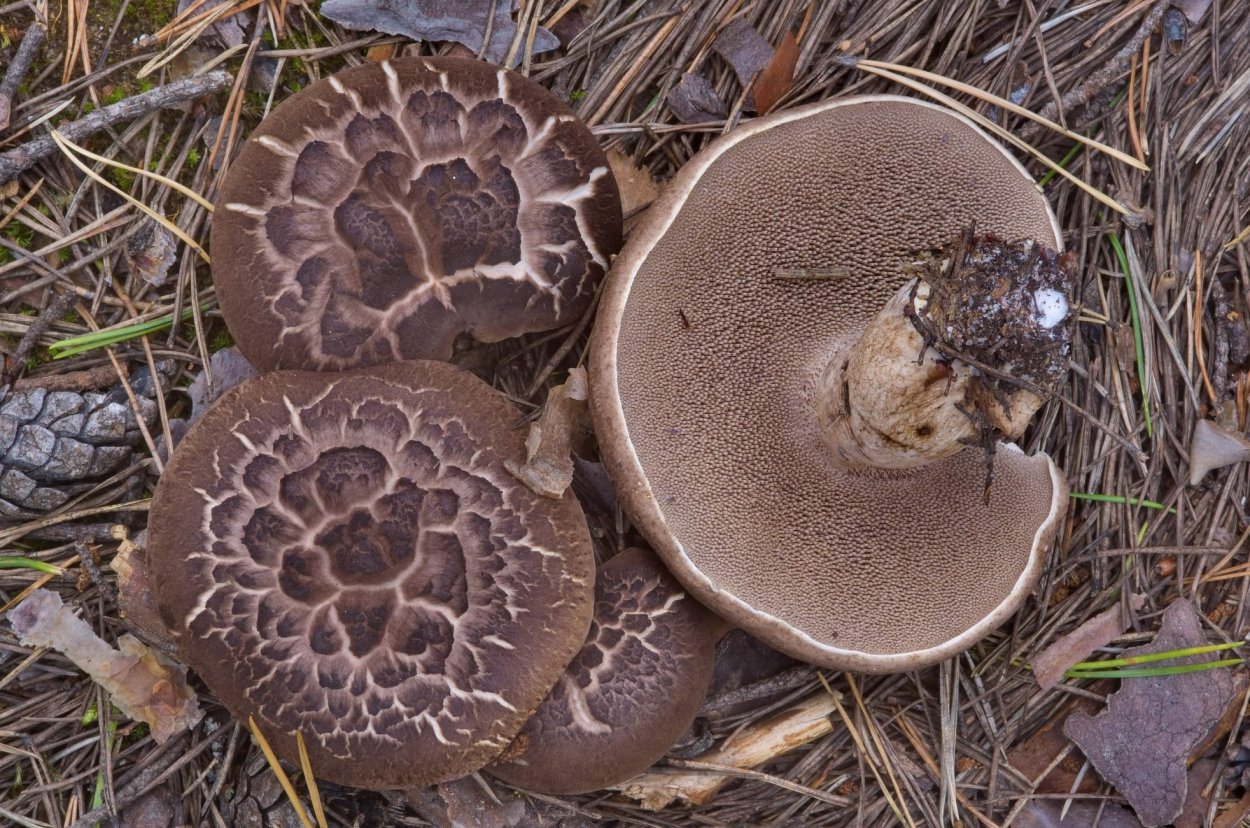 Коричневый гриб чешуйчатый пластинчатый
