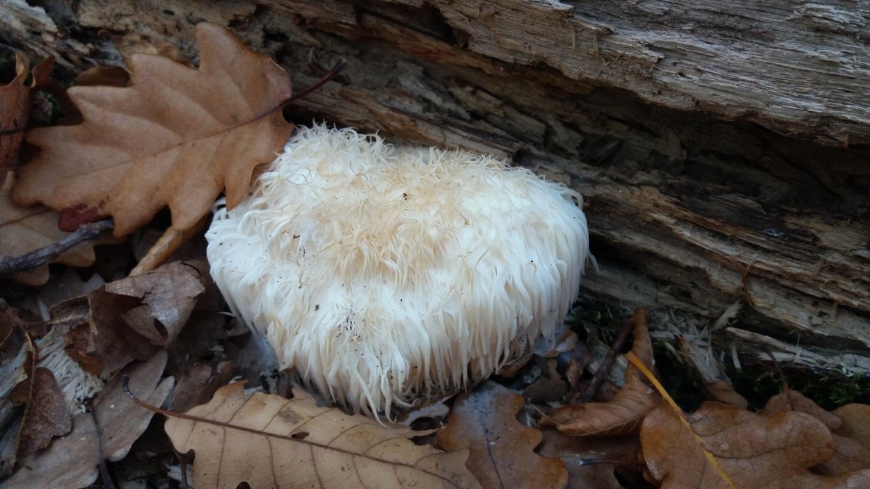 Гериций гребенчатый купить в Каменске Шахтинском