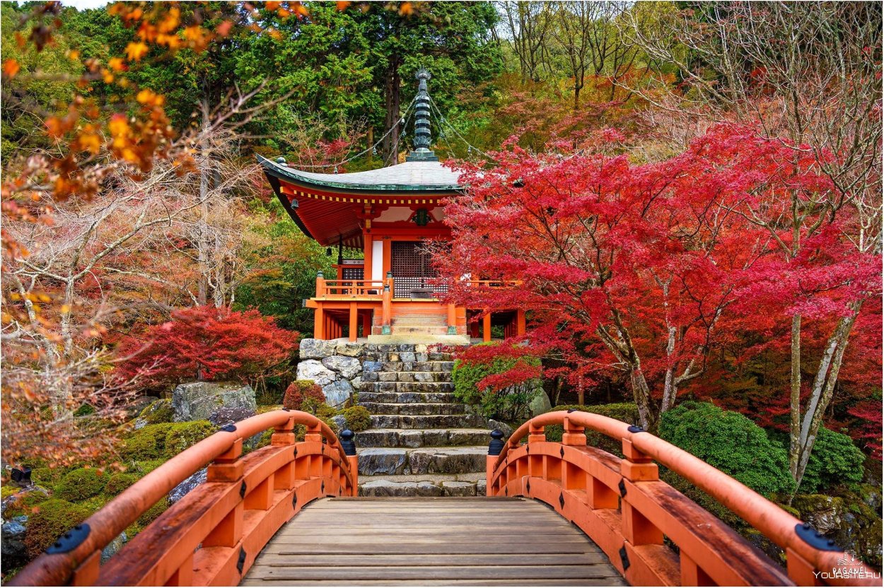 Японские клены Момидзи