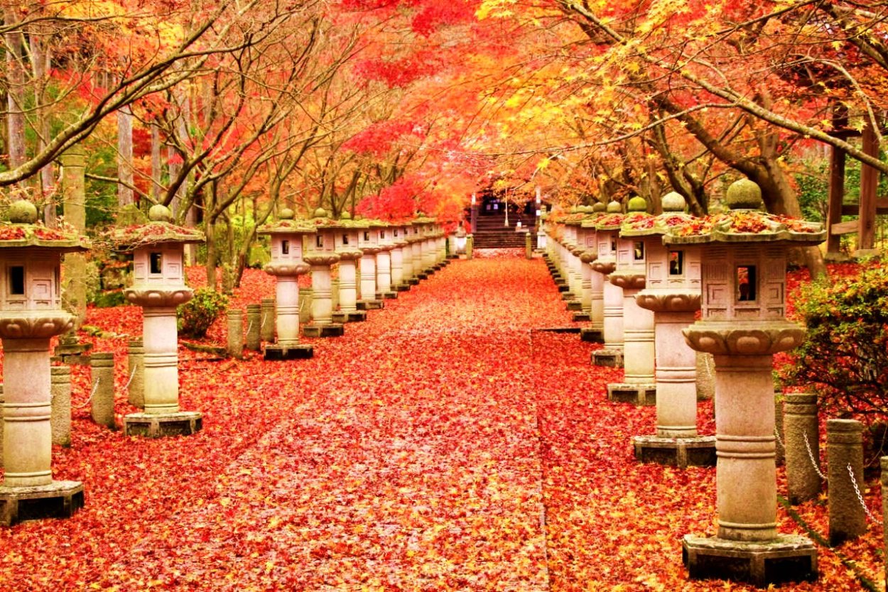 Японские клены Момидзи