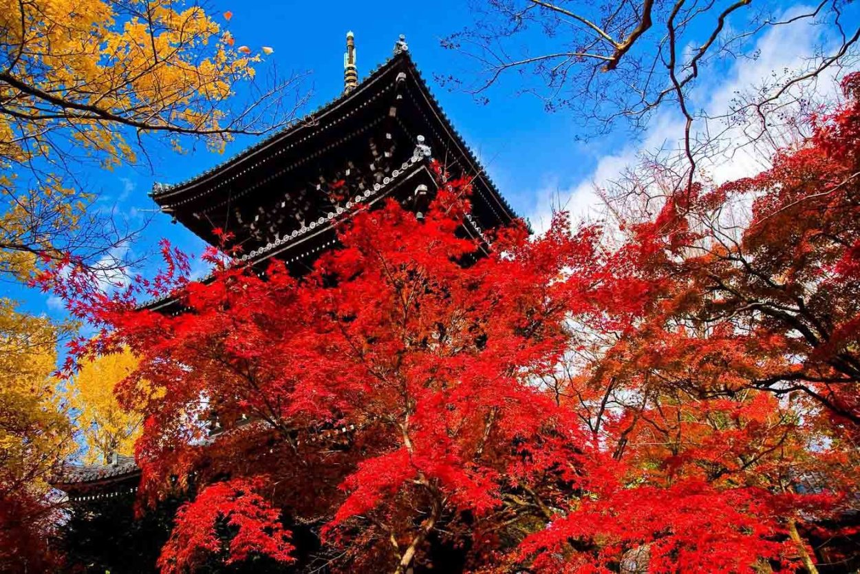 Киото Момидзи