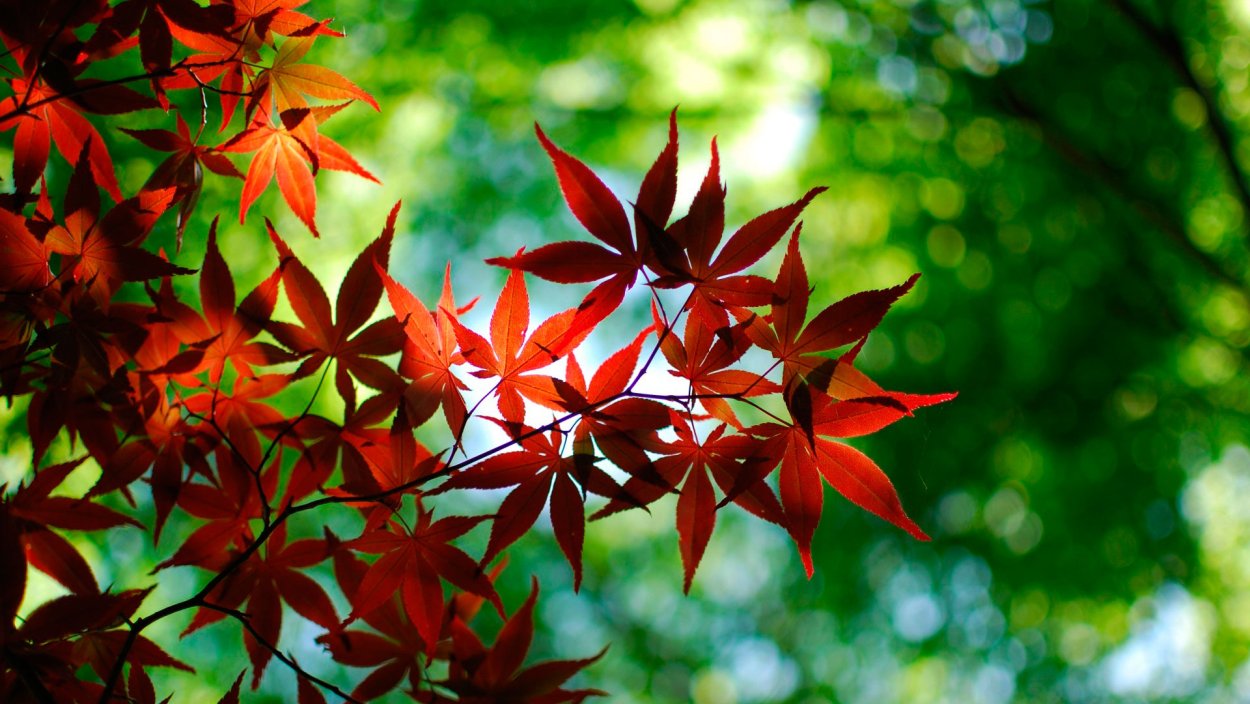 Красивые листья