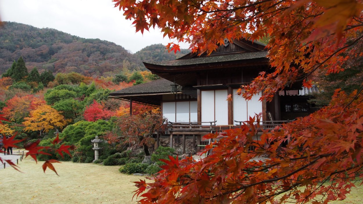 Клены в Японии Момидзи