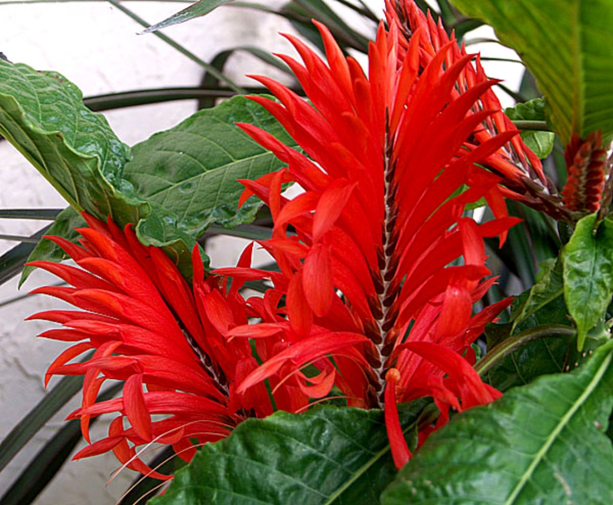 Афеляндра Тетрагона