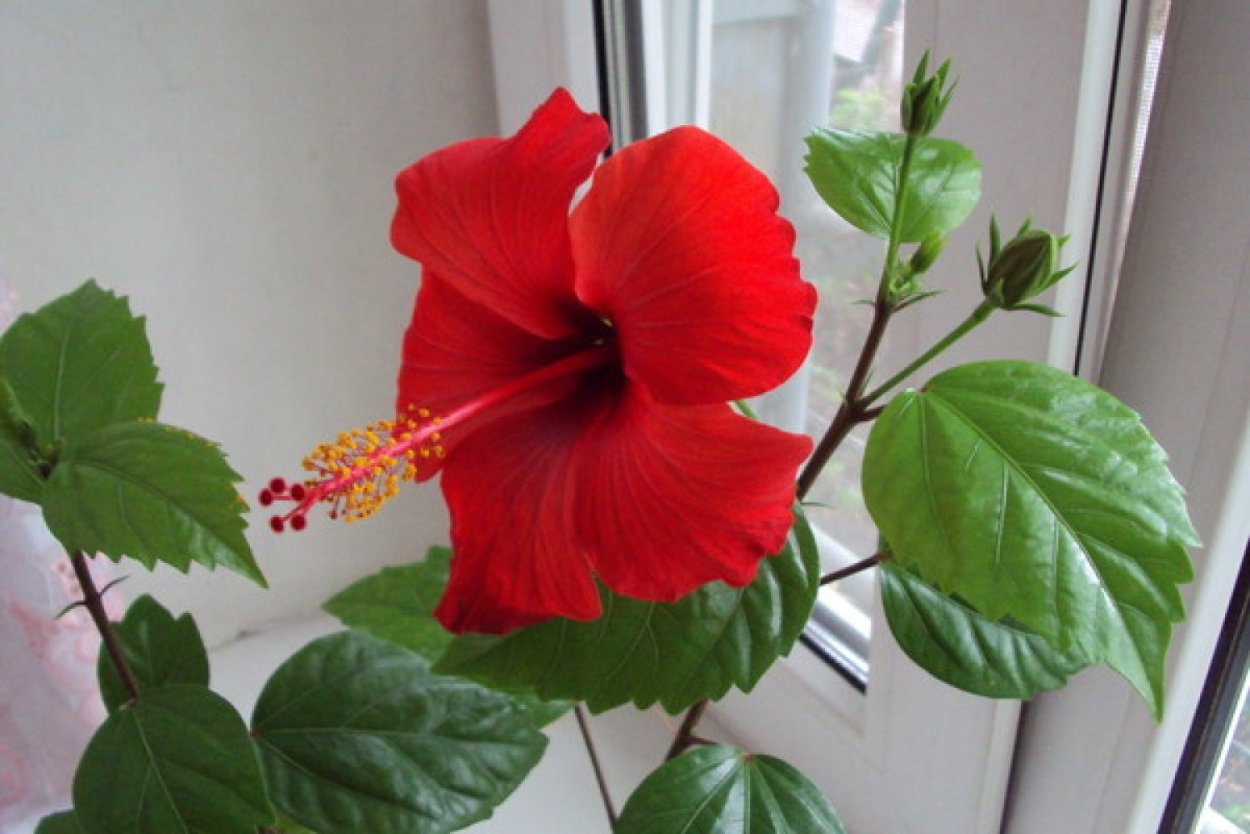 Гибискус комнатный цветение