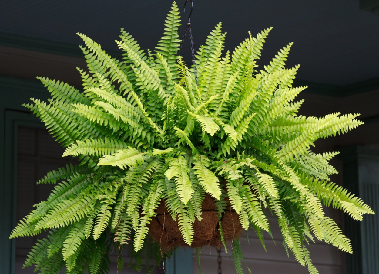 Растение нефролепис