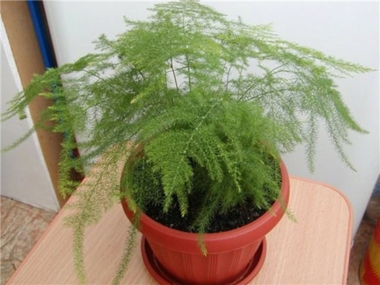 Аспарагус спаржевидный