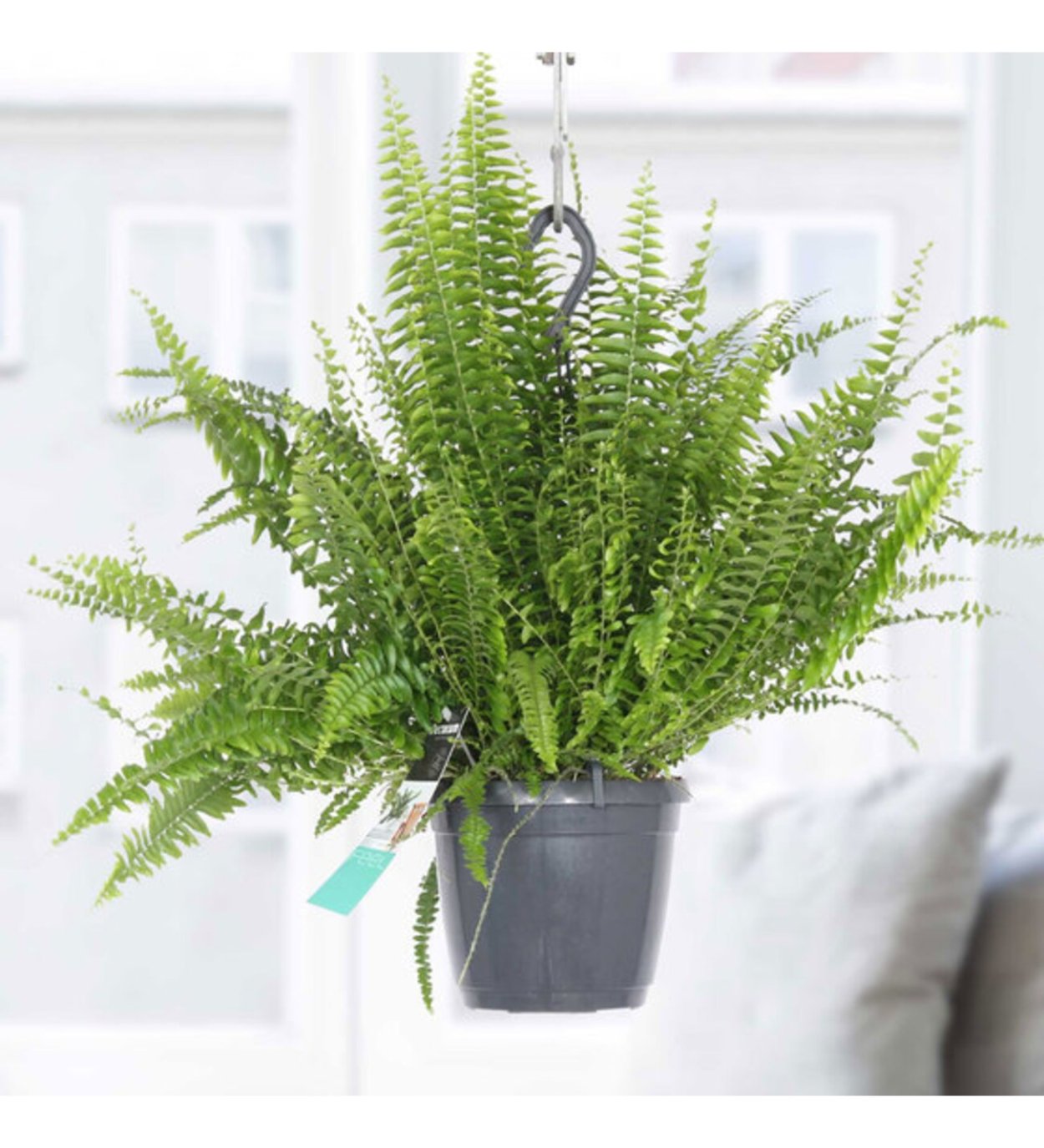Нефролепис Грин леди подвесной