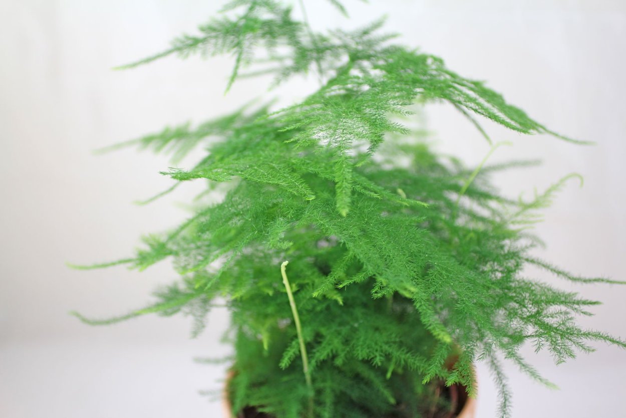 Аспарагус перистый (Сетацеус)