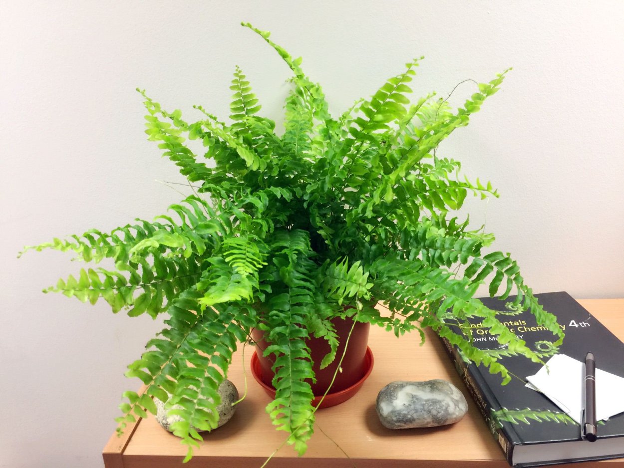 Нефролепис Marisa -