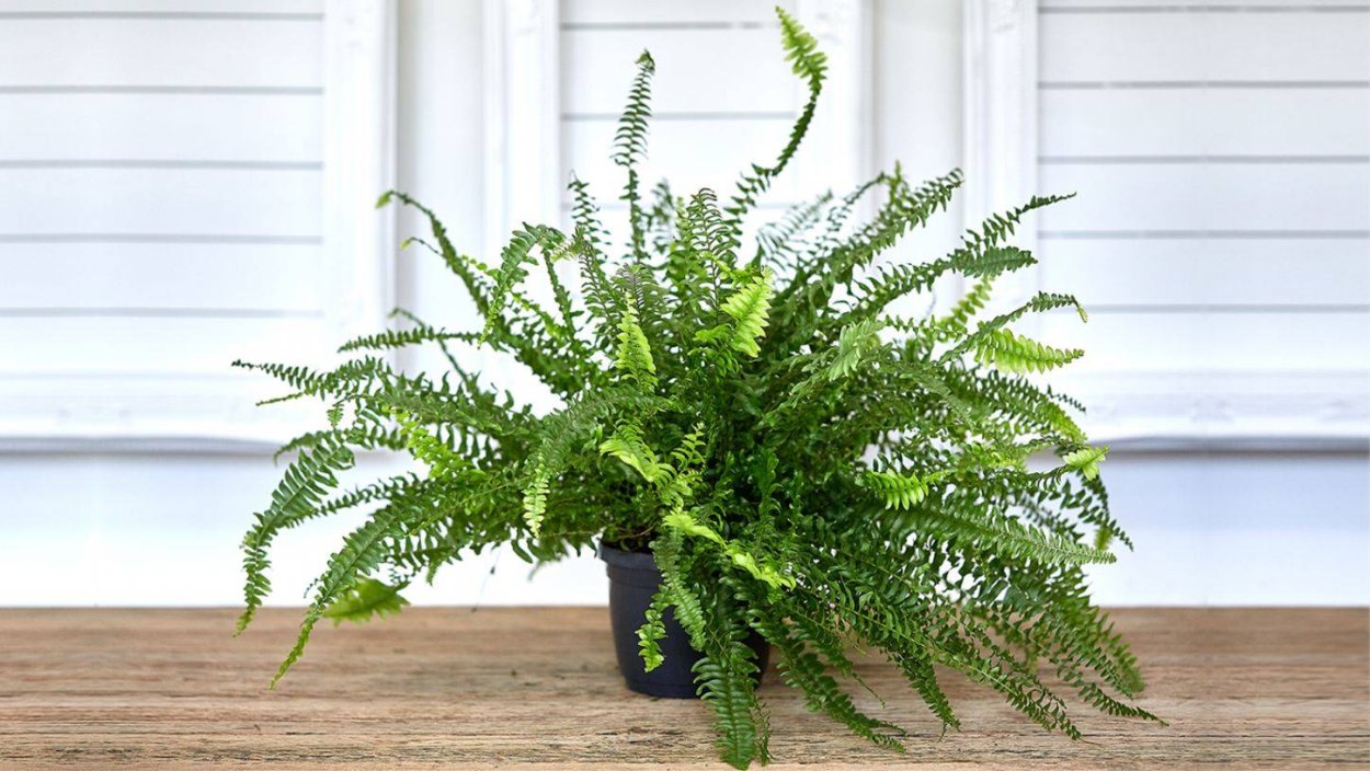 Нефролепис Глориоза