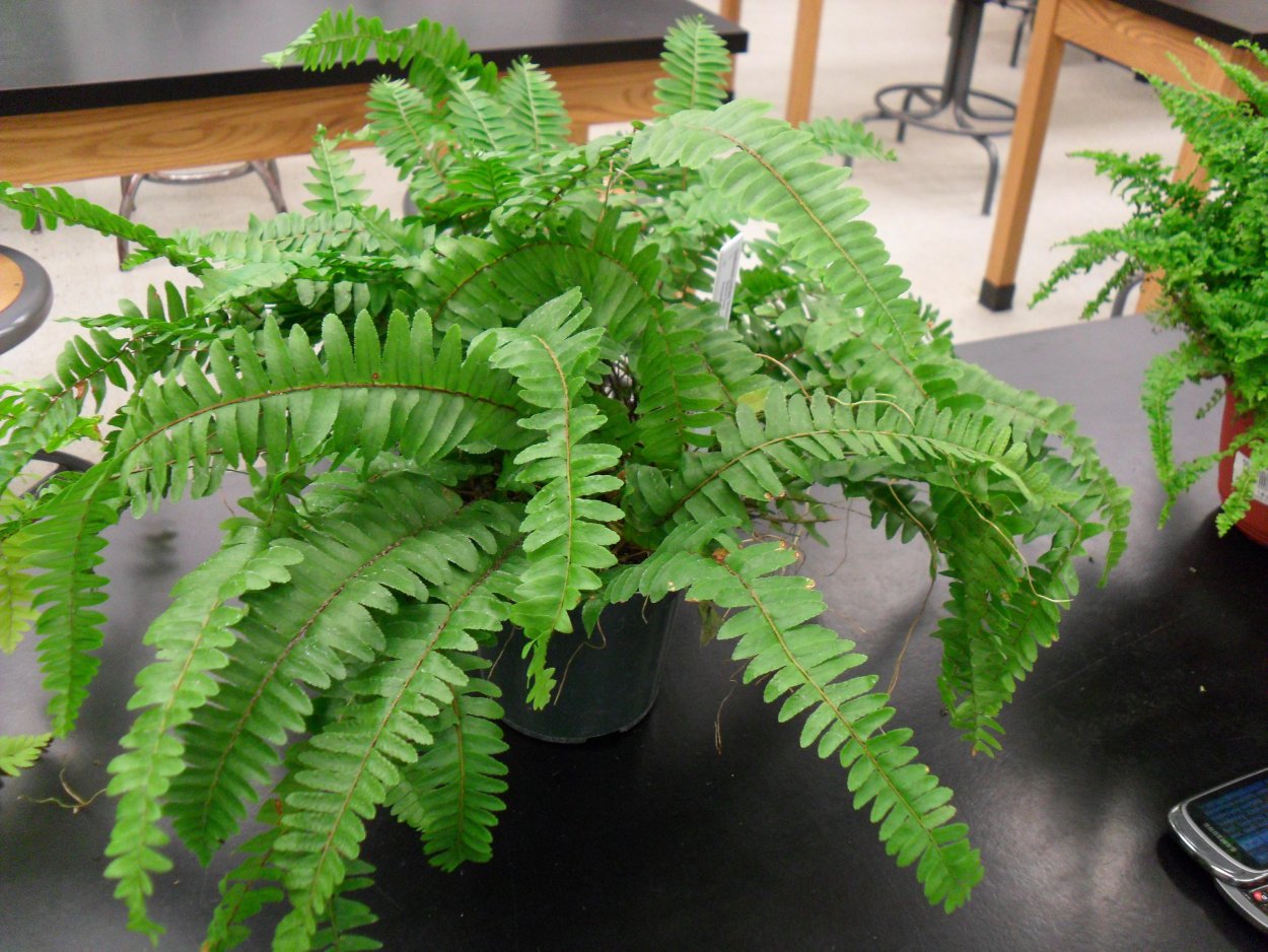 Нефролепис Exal. Bostoniensis