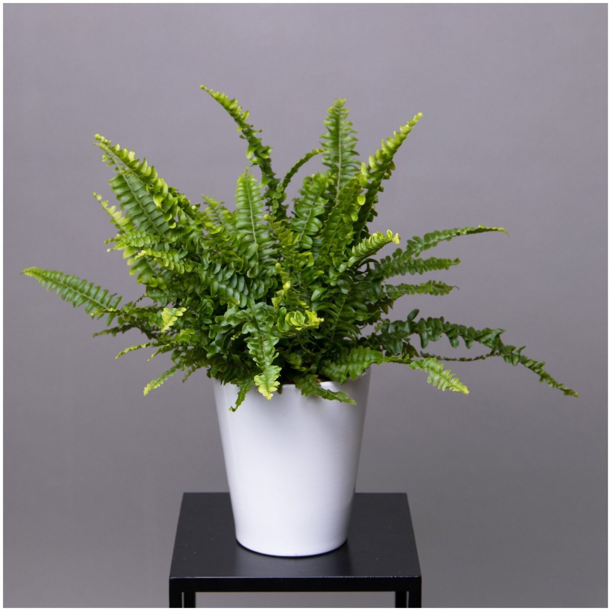 Нефролепис Грин момент