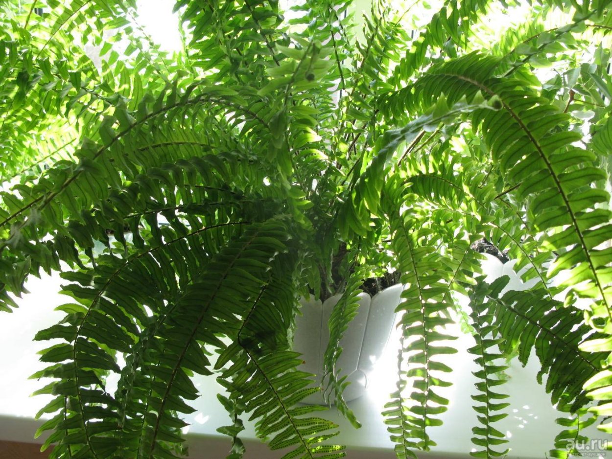 Папоротник нефролепис