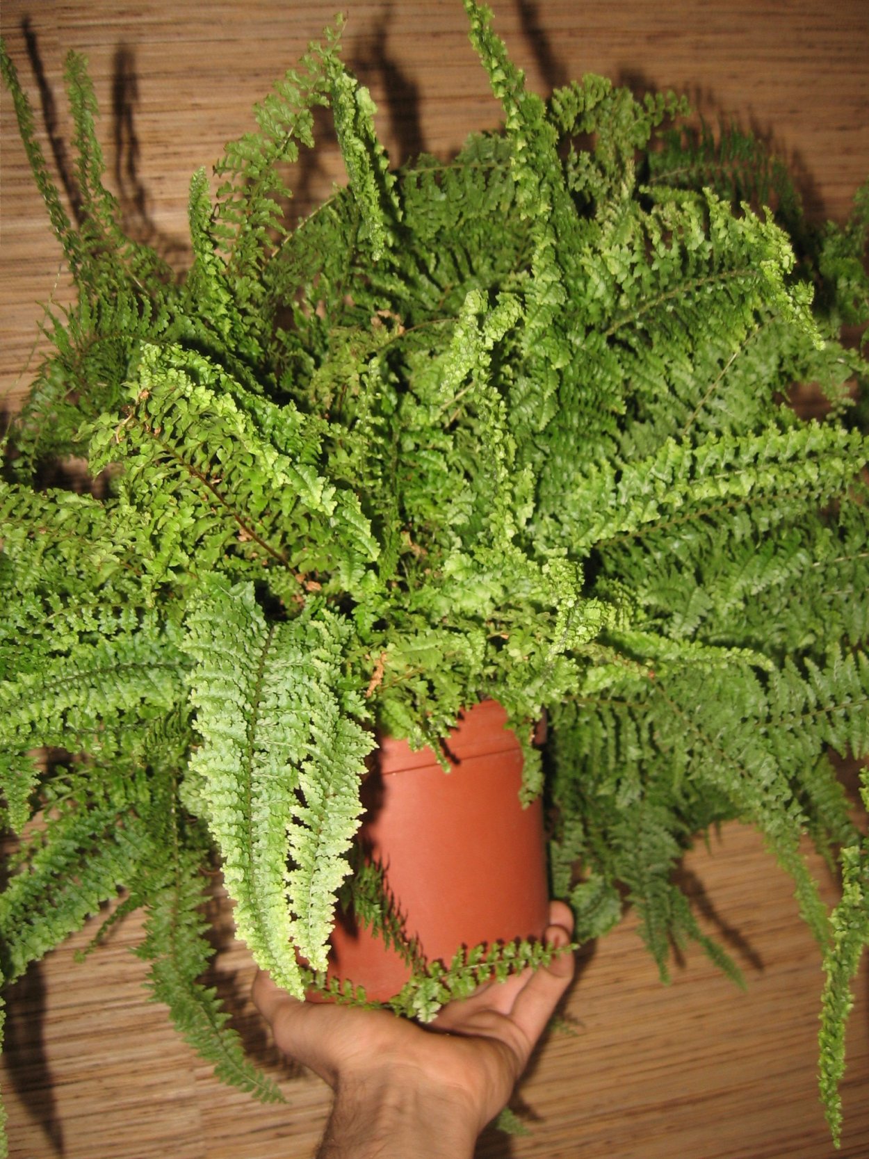 Нефролепис Монтана