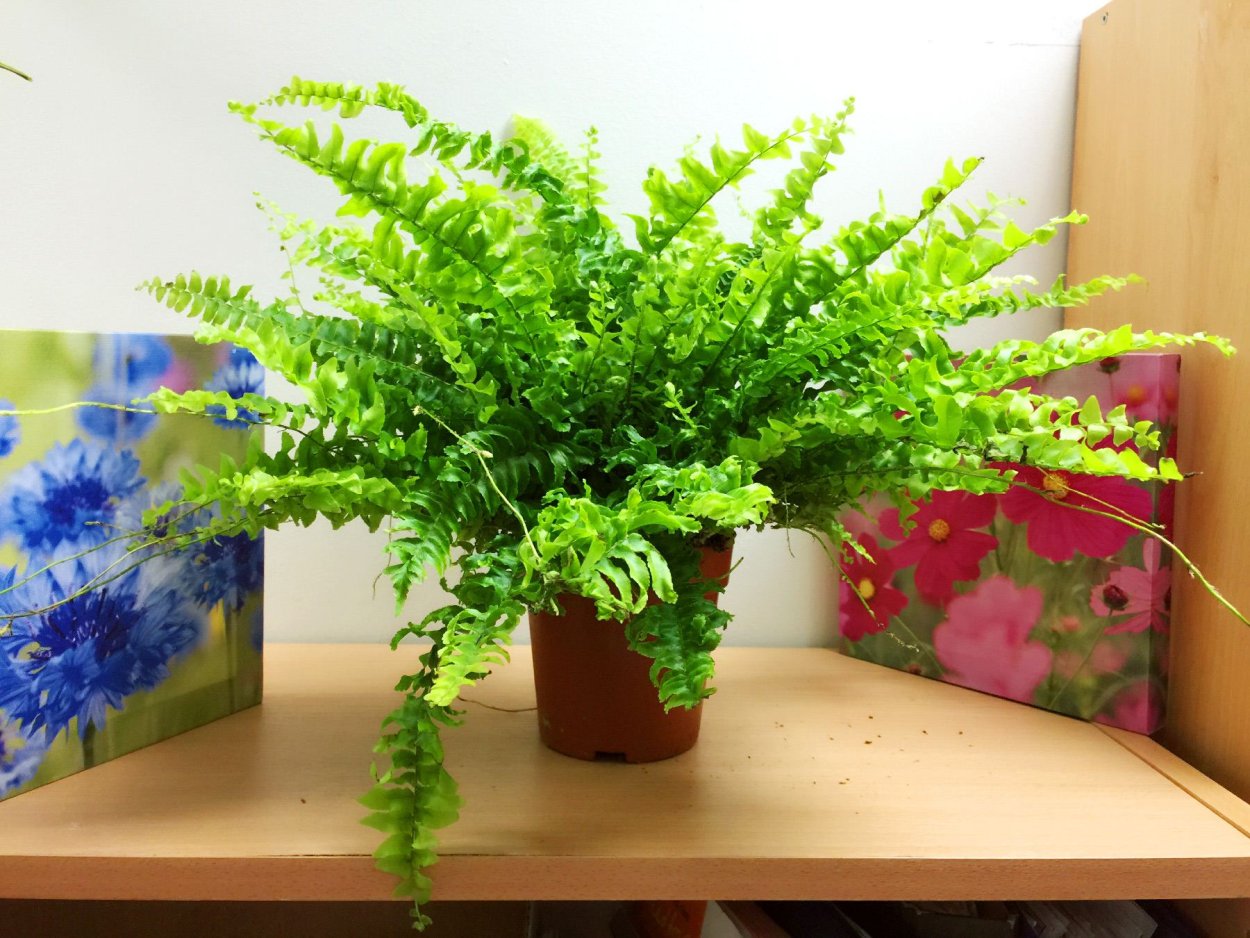 Нефролепис цветение