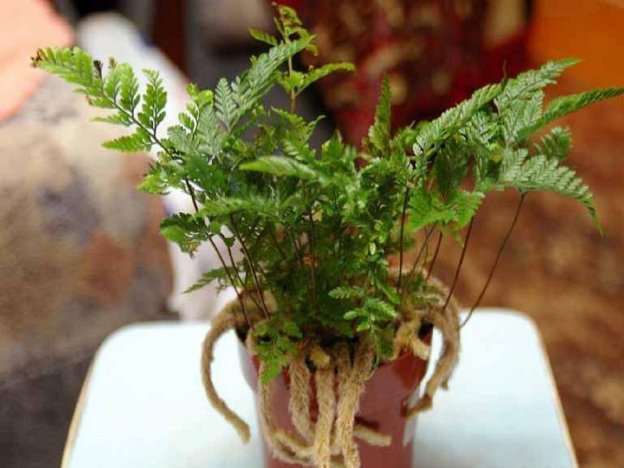 Папоротник Даваллия