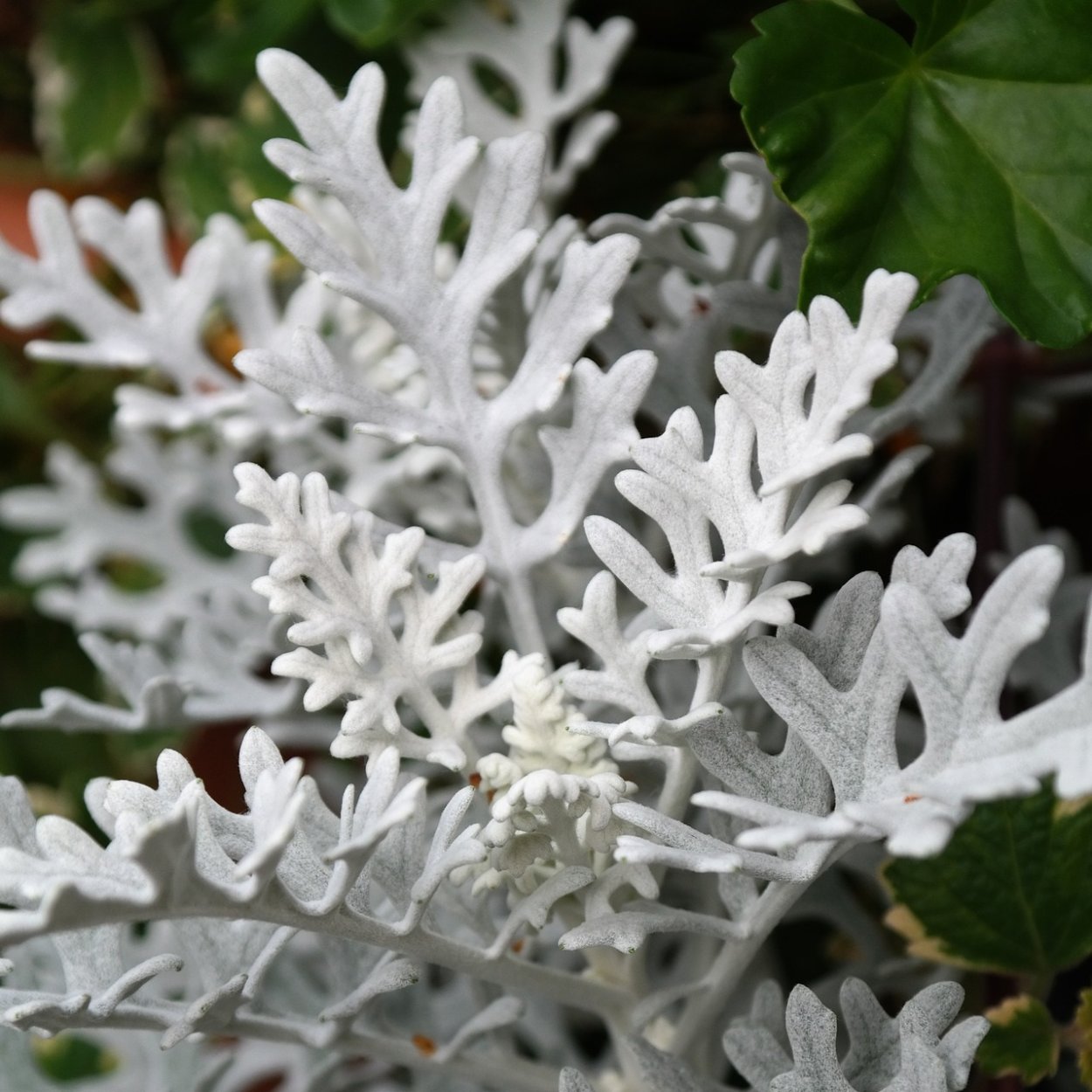 Цинерария Приморская (Senecio cineraria)