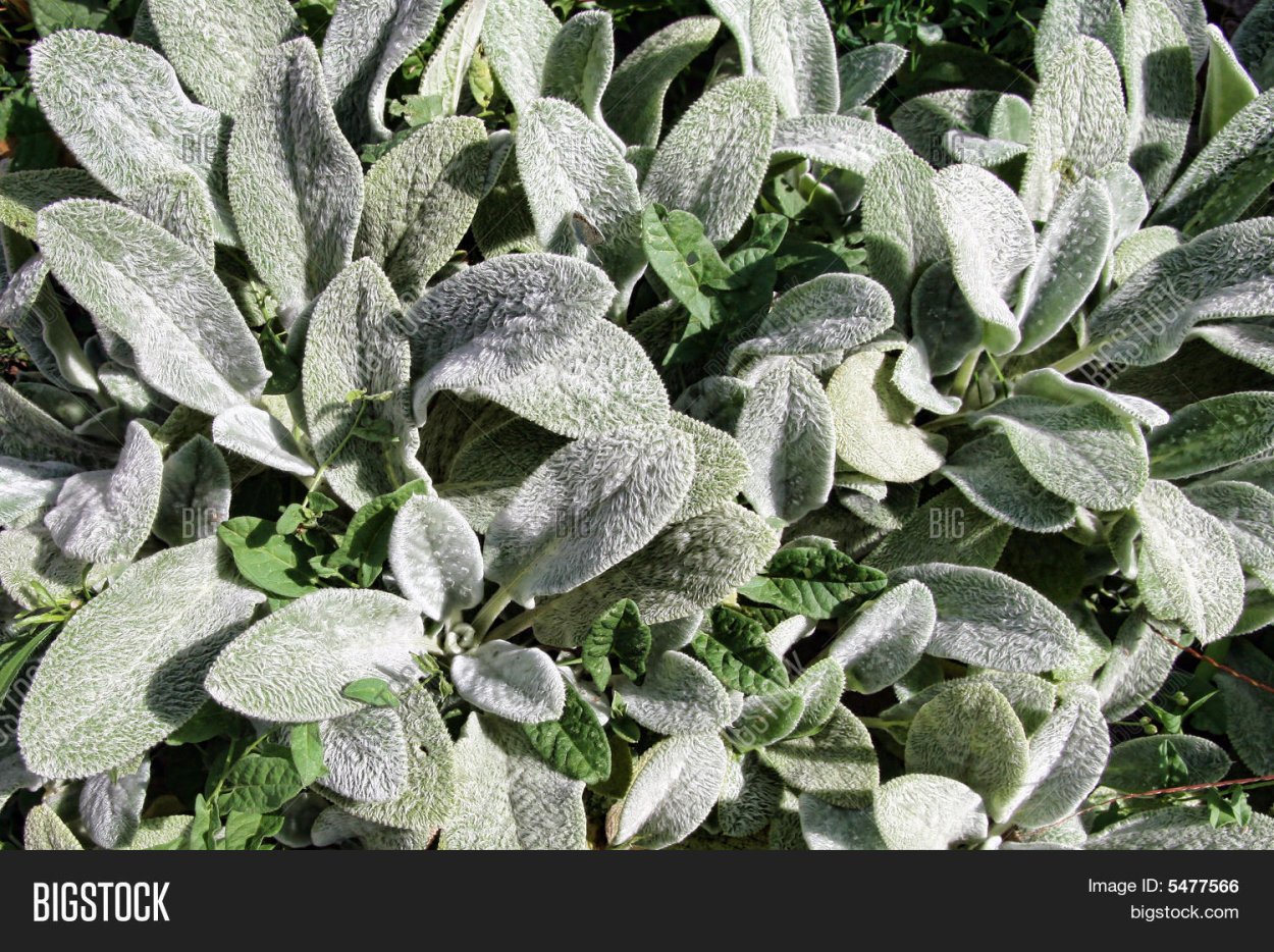 Цветок лохматыми листьями