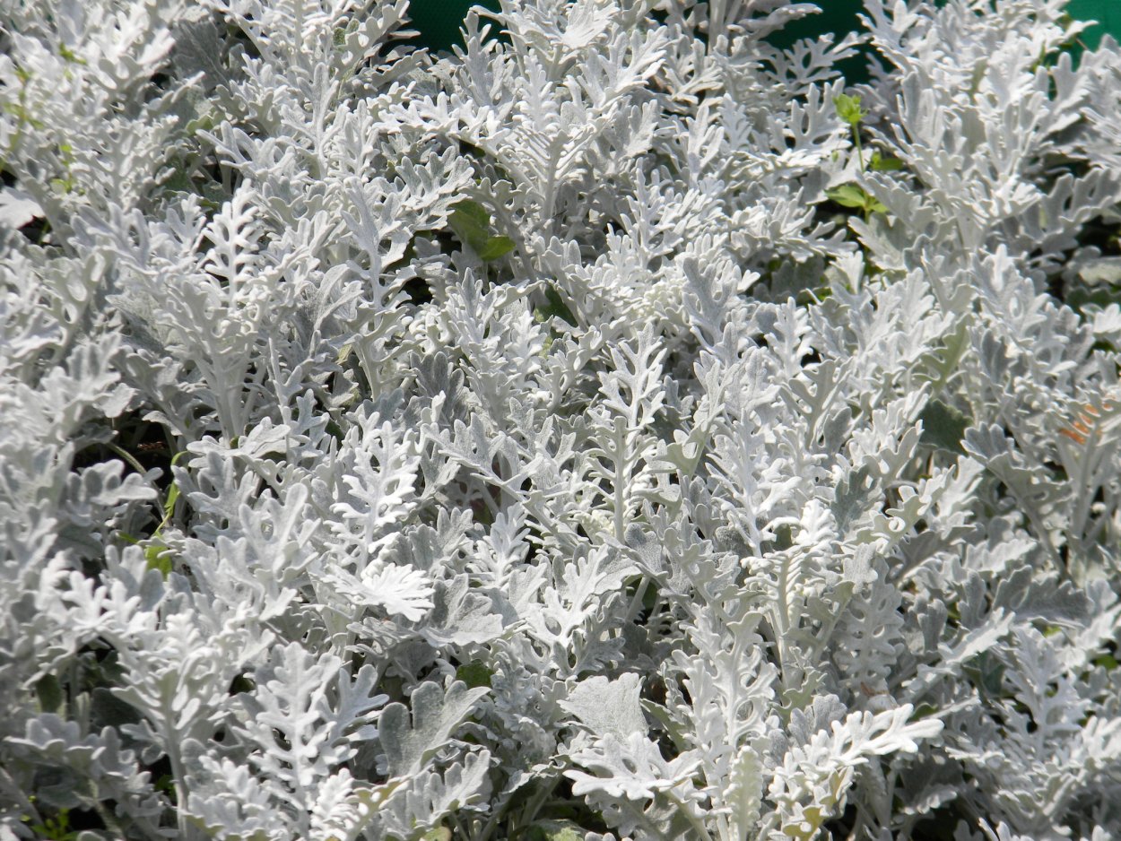 Цинерария Приморская (Senecio cineraria)