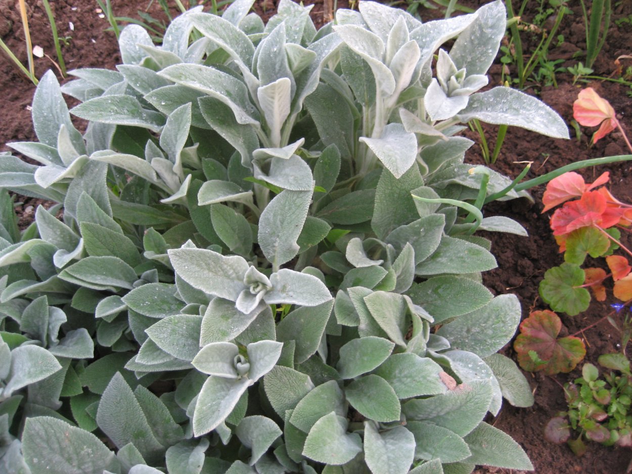 Стахис (чистец) шерстистый