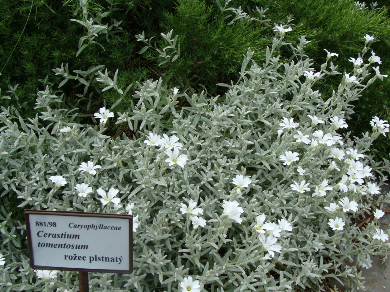 Ясколка сизая