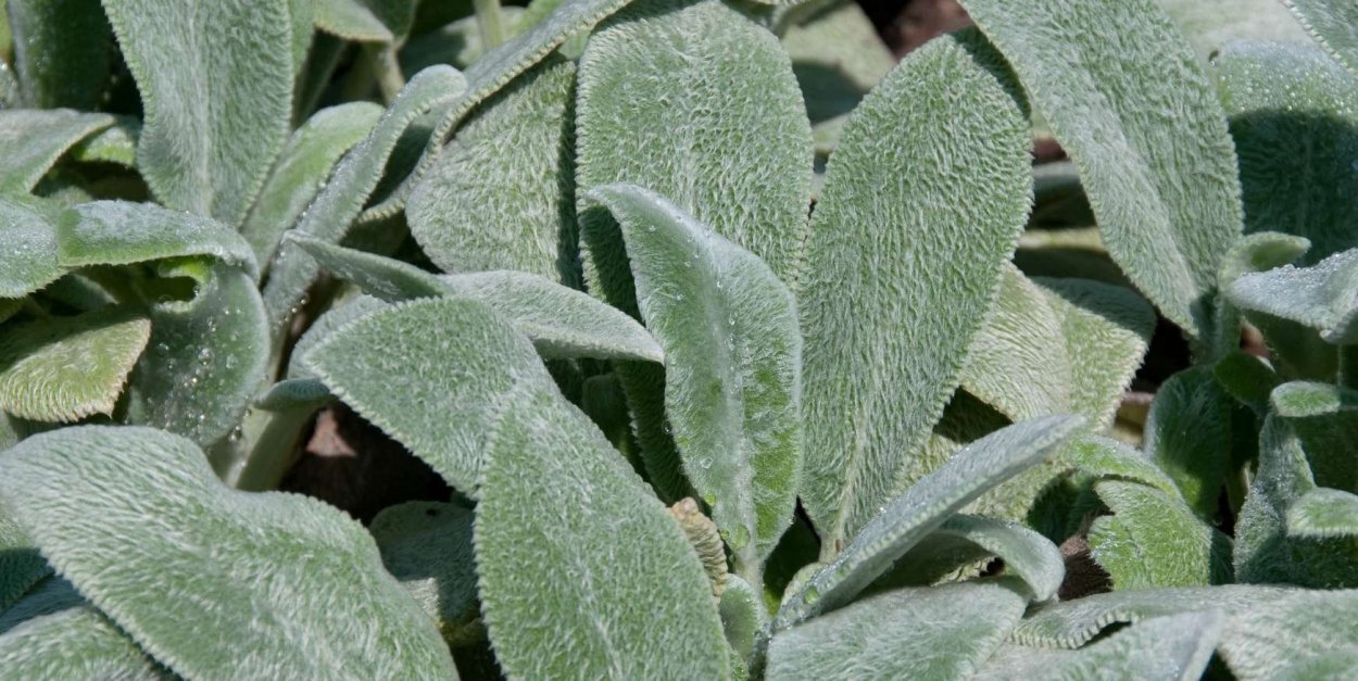 Стахис Stachys byzantina Silver Carpet