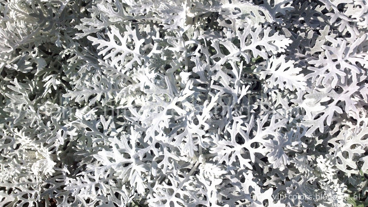 Цинерария спринг Глори