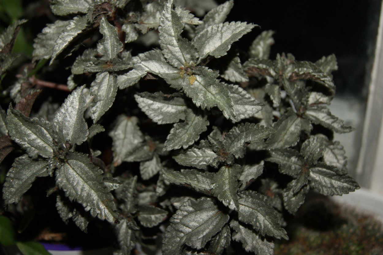 Комнатные растения с серебристыми листьями