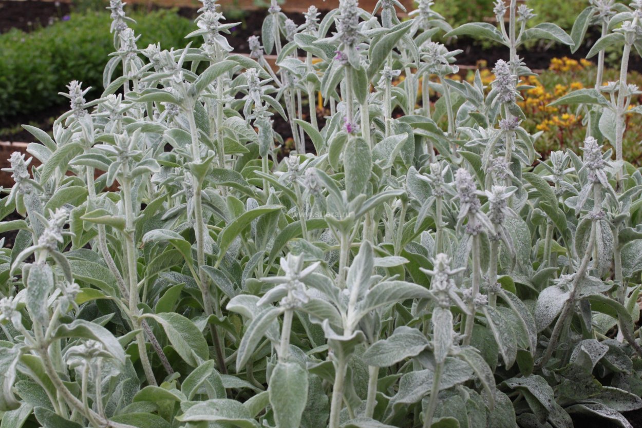 Чистец шерстистый Византийский