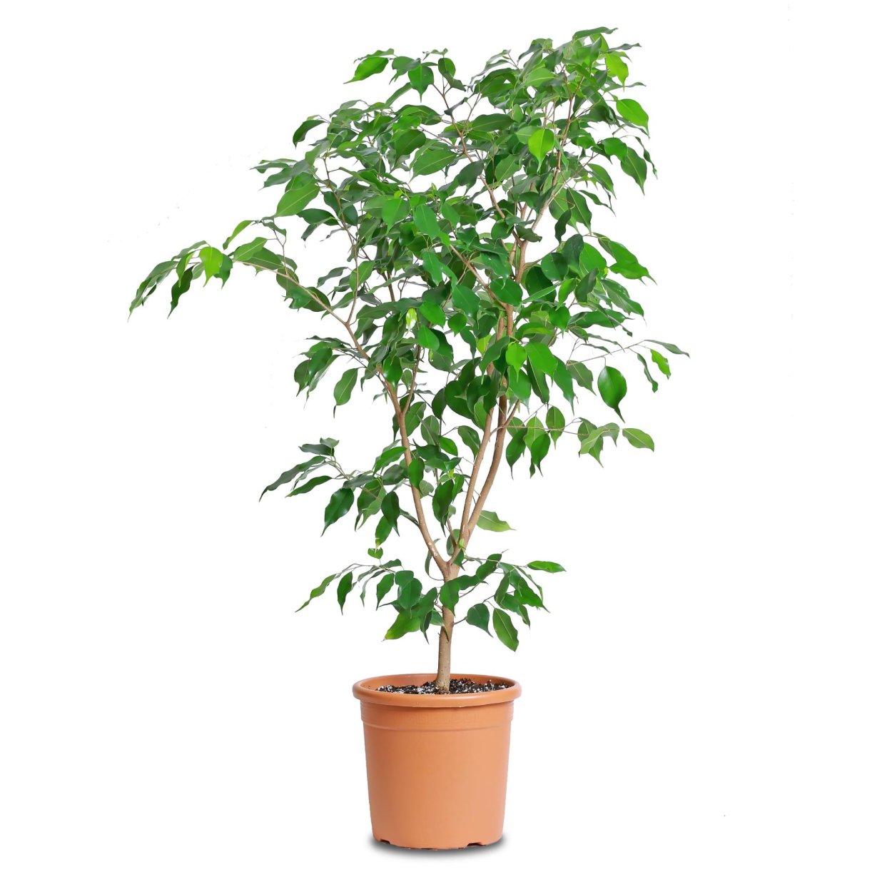 Фикус Бенджамина дерево