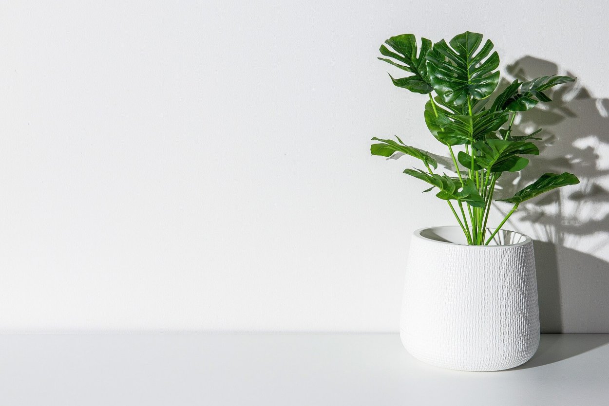 Plants minimalistic