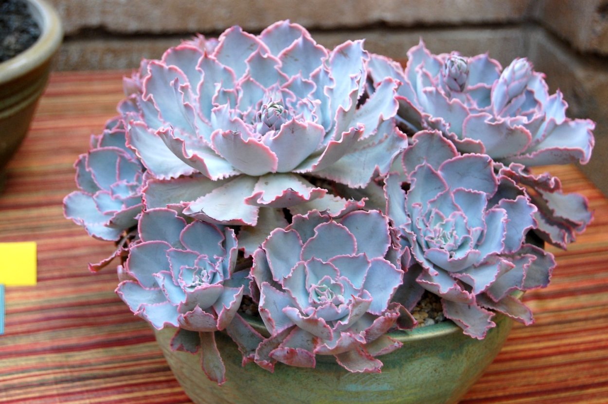 Эхеверия Шавиана