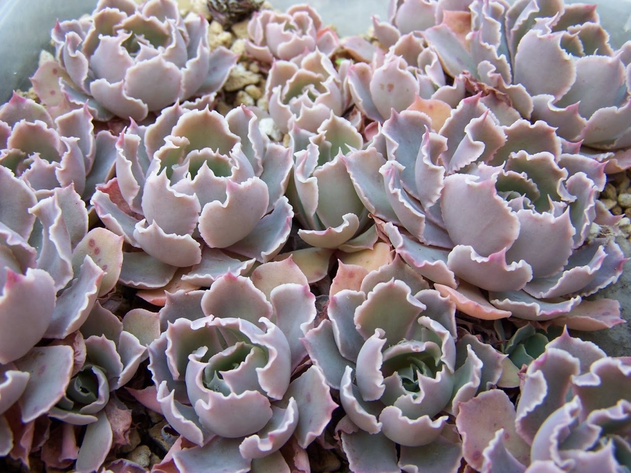 Эхеверия Пинк Фрилс