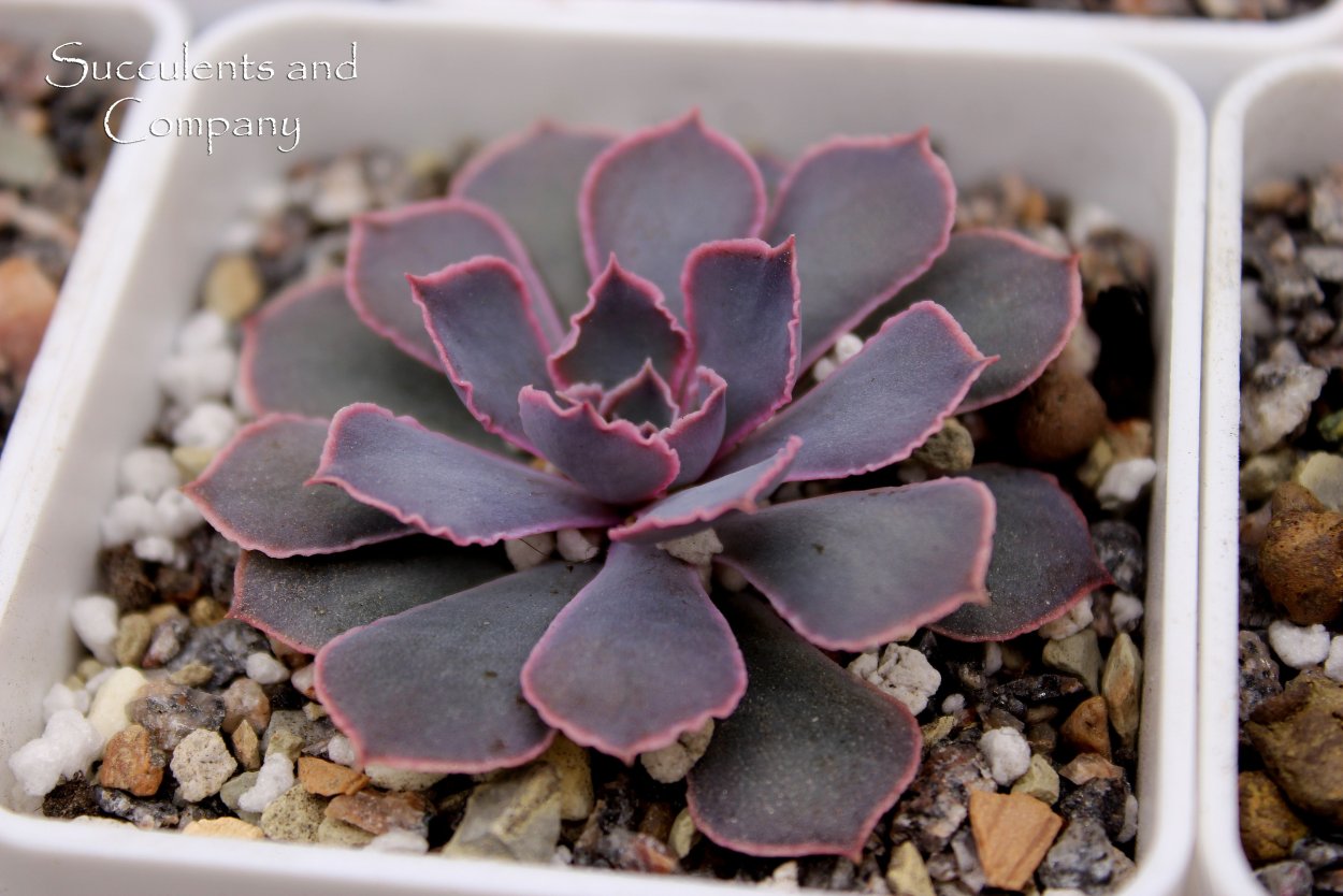 Echeveria protrusion Frill